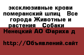 эксклюзивные крови-померанский шпиц - Все города Животные и растения » Собаки   . Ненецкий АО,Фариха д.